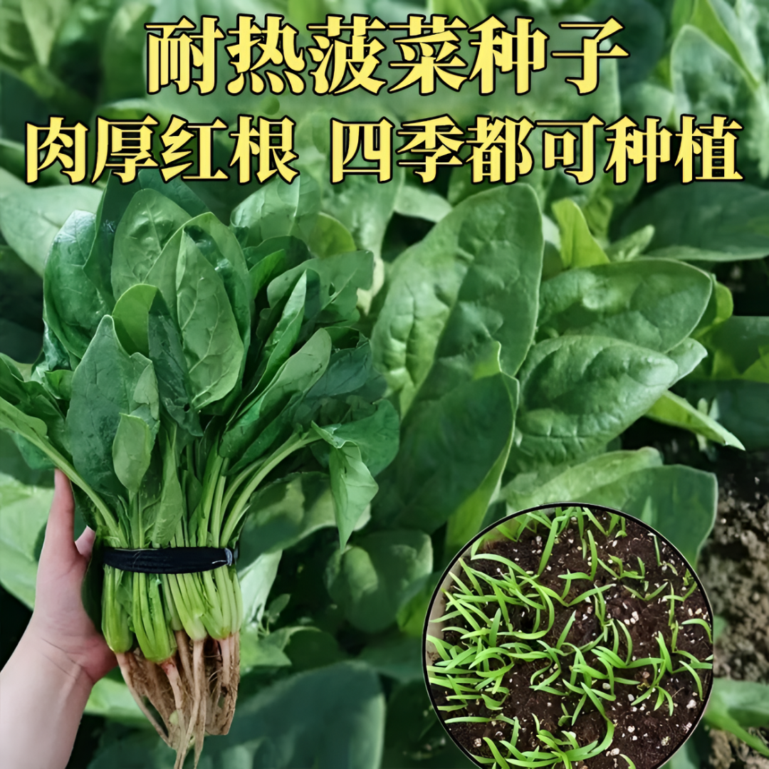 趴地菠菜种子春夏季种植耐热耐抽苔菠菜种子盆栽地载种植四季种子