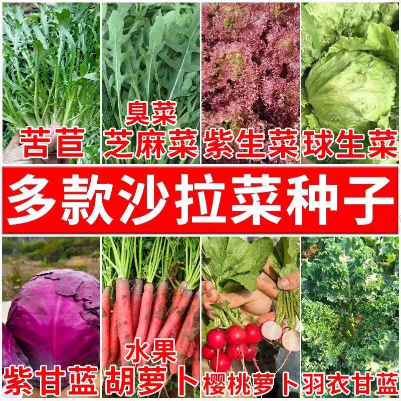 蔬菜沙拉生吃套餐生菜萝卜苦苣紫甘蓝孔雀菜四季凉拌沙拉寿司菜种