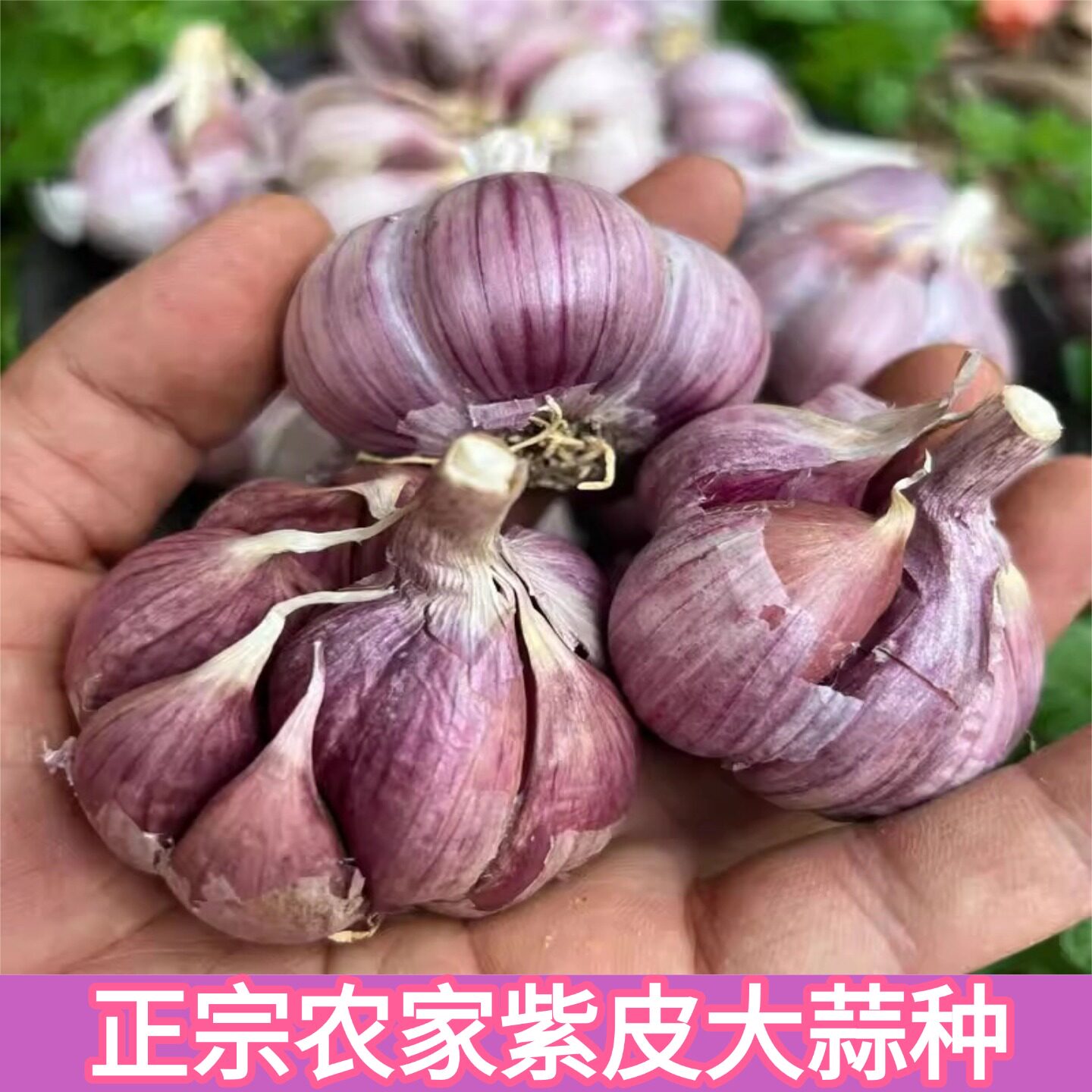农家独头蒜种子红皮四季紫皮大蒜苗种籽种植蒜苔盆栽蔬菜干蒜种籽
