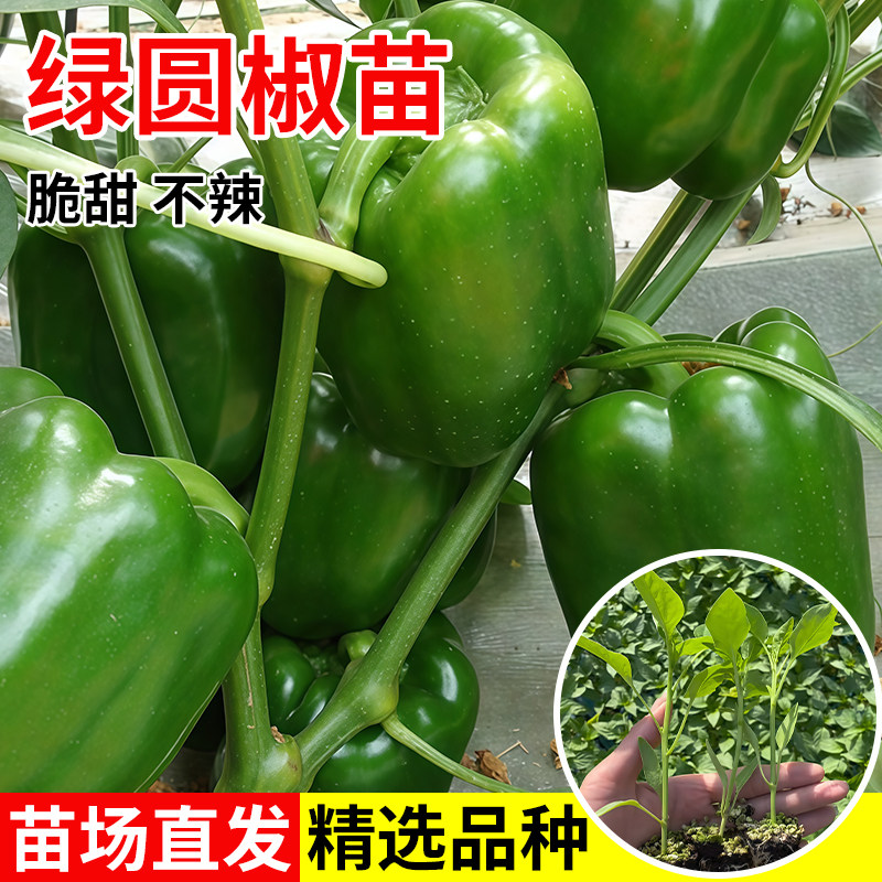 辣椒苗秧苗皱薄皮甜椒线椒树苗蔬菜苗樟树港茄子南方番茄盆栽种苗