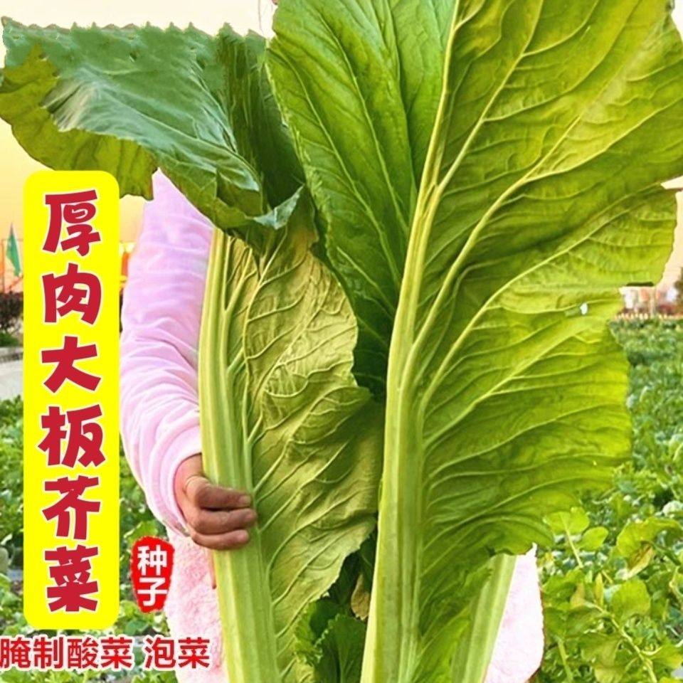 扁哈大芥菜种子广东厚肉盖菜大叶青菜籽高产蔬菜种孑四季酸菜种籽图片