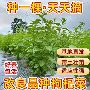 枸杞树苗广东大叶枸杞菜苗子叶苗食用种植苗阳台盆栽四季新鲜蔬菜