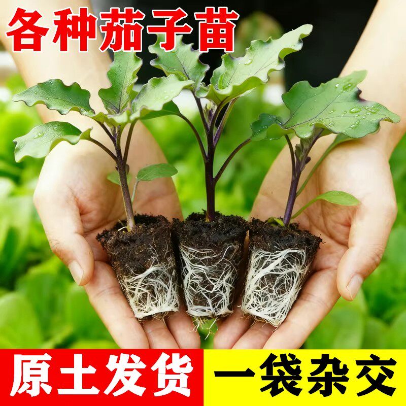 象牙白茄子苗潮汕秧苗广东直发方四季种植蔬菜苗大全秧苗青茄子苗