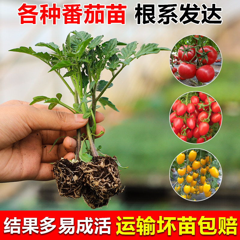 蔬菜苗番茄苗大番茄西红柿圣女果秧苗各种茄子辣椒幼苗基地直发苗