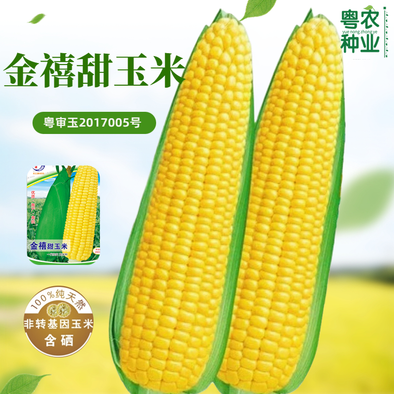 水果玉米种子超甜耐热高产特大甜玉米种籽孑大田阳台种植非转基因