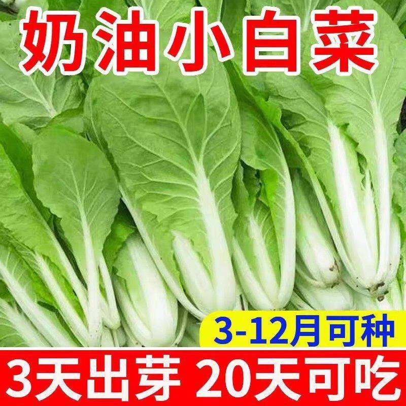 四季奶油白菜籽种大全快菜种籽青菜毛白菜小白菜种子蔬菜种子盆栽