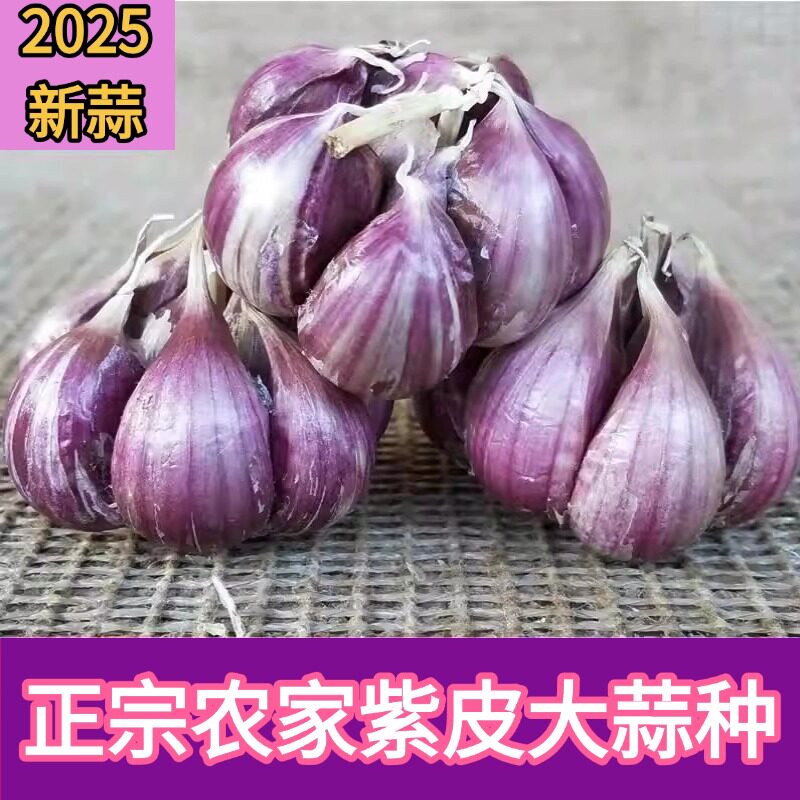 大蒜种子种籽蒜苔大蒜头蒜种蒜苗红皮蒜头紫皮广东直发农家土蒜种