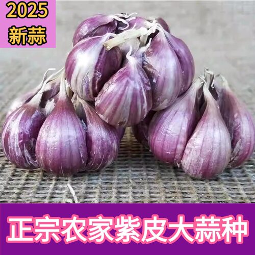 农家紫皮大蒜种广东直发优良品种