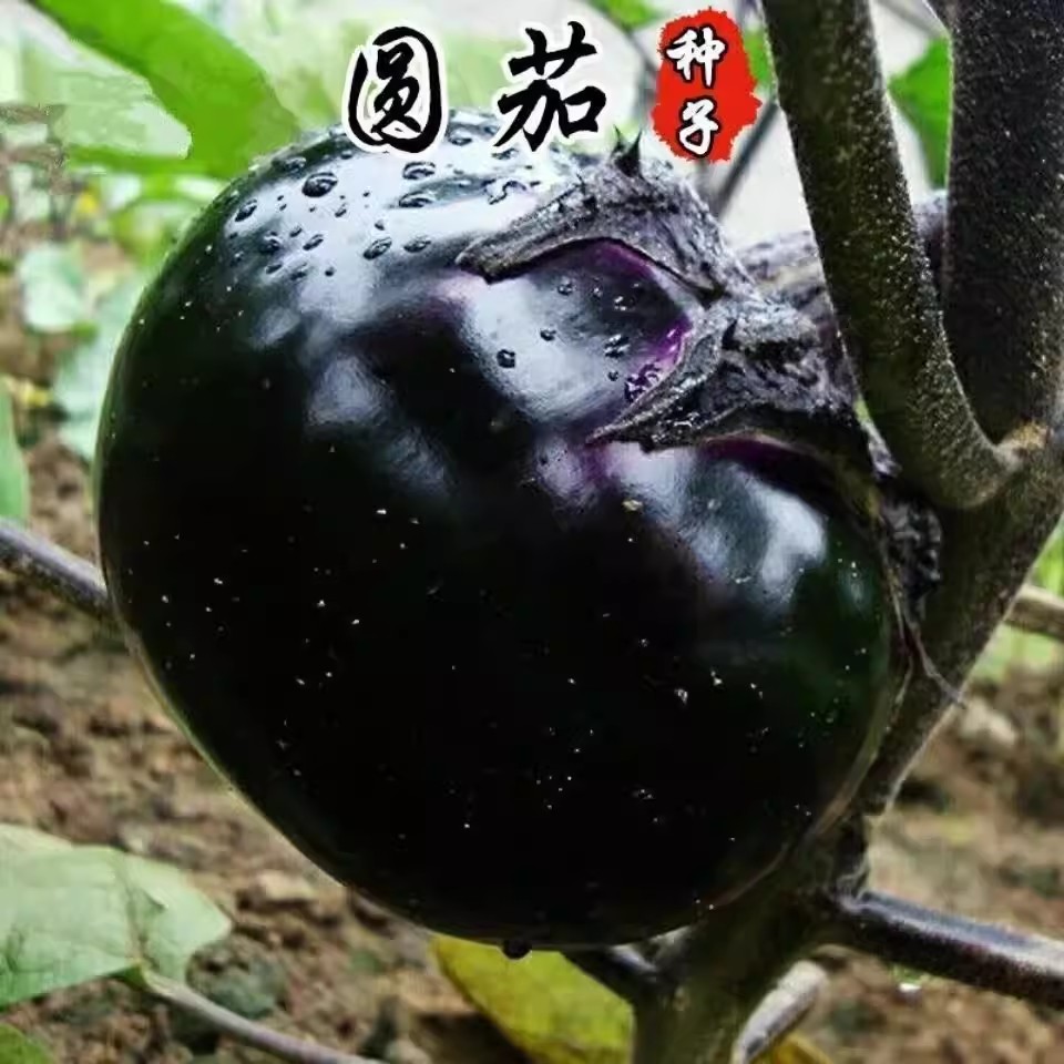 圆茄种籽高产茄子种子黑紫色蔬菜孑特大长茄杭茄秧苗四季阳台盆栽