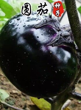 圆茄种籽高产茄子种子黑紫色蔬菜孑特大长茄杭茄秧苗四季阳台盆栽