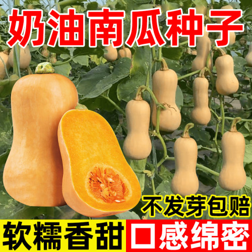 奶油南瓜种籽贝贝南瓜种孑甜糯面