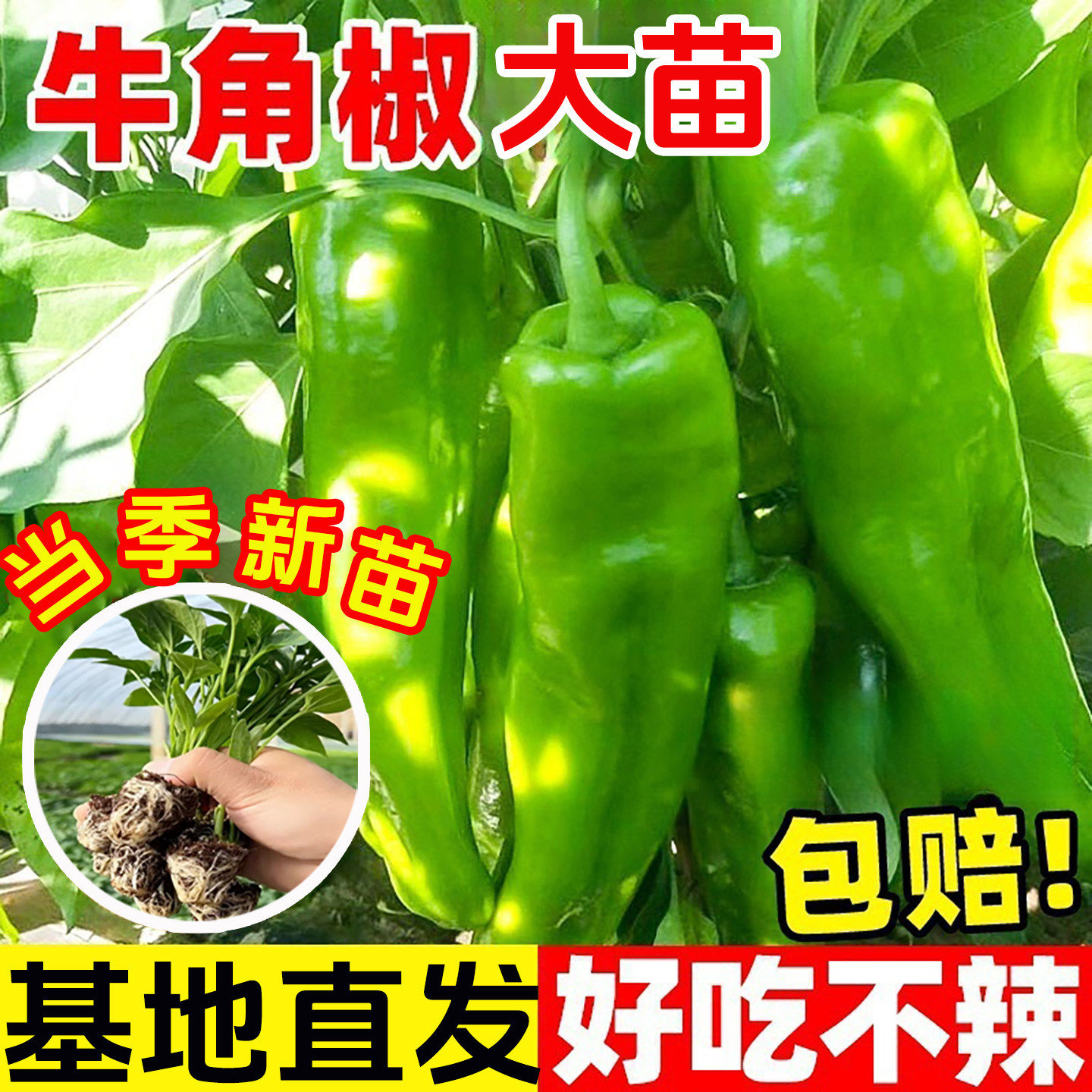 特大牛角椒苗高产阳台盆栽图片