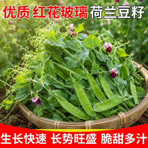 红花玻璃荷兰豆种子农家蔬菜搭架