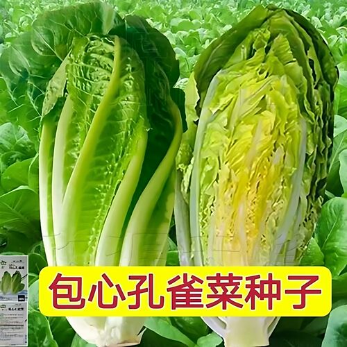 包心孔雀菜种子生菜种籽四季懒人速生甜脆直立快速生菜籽生吃脆沙
