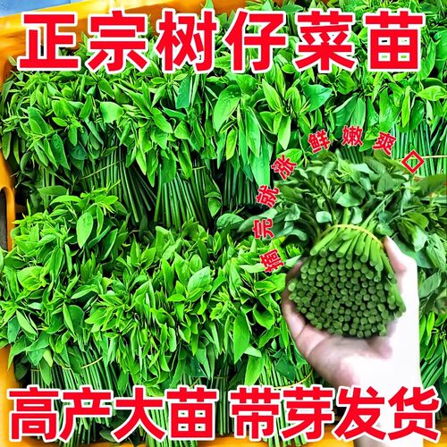 树仔菜新鲜菜苗阳台盆栽四季菜苗