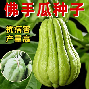 发芽佛手瓜种瓜苗带土种植蔬菜秧苗南北方播种菜种籽子水果扶手瓜