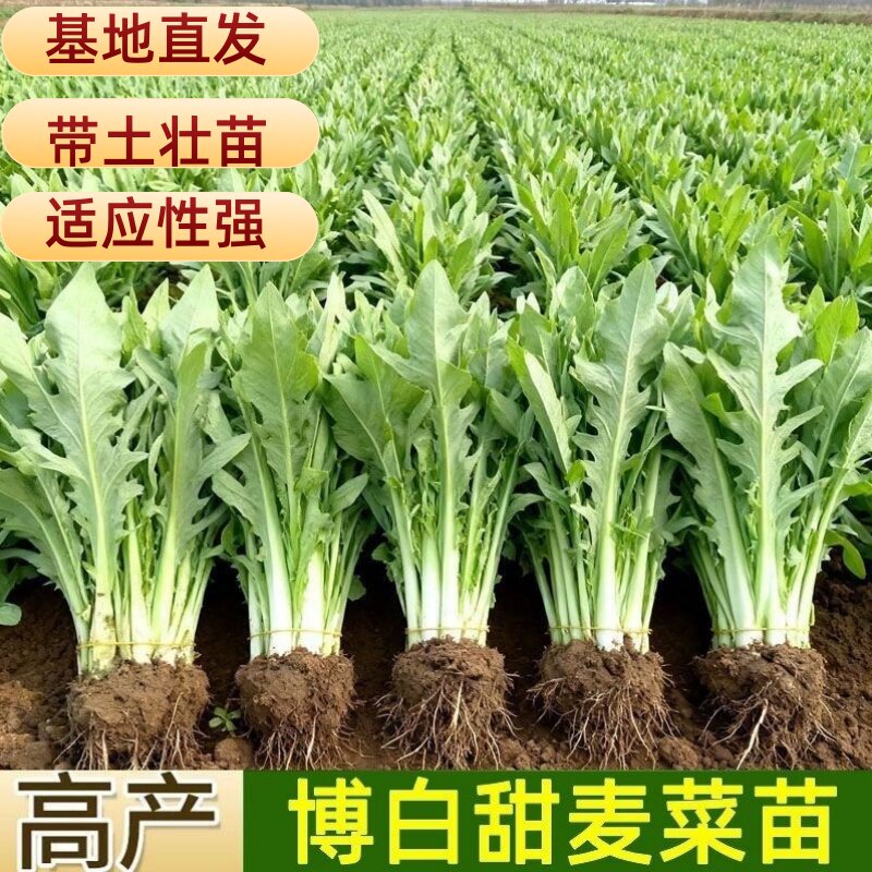 正宗广西博白甜脆麦菜秧苗阳台盆栽苦麦蔬菜高州大圆叶四季种子籽