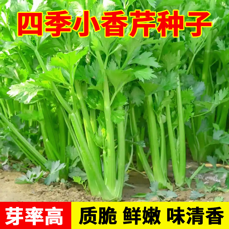 四季小香芹种子西芹黄心芹菜种籽阳台盆栽春秋易种植蔬菜种子大全,鲜花速递/花卉仿真/绿植园艺,家庭园艺种子,淘宝优惠券,粉丝福利购,淘宝优惠卷