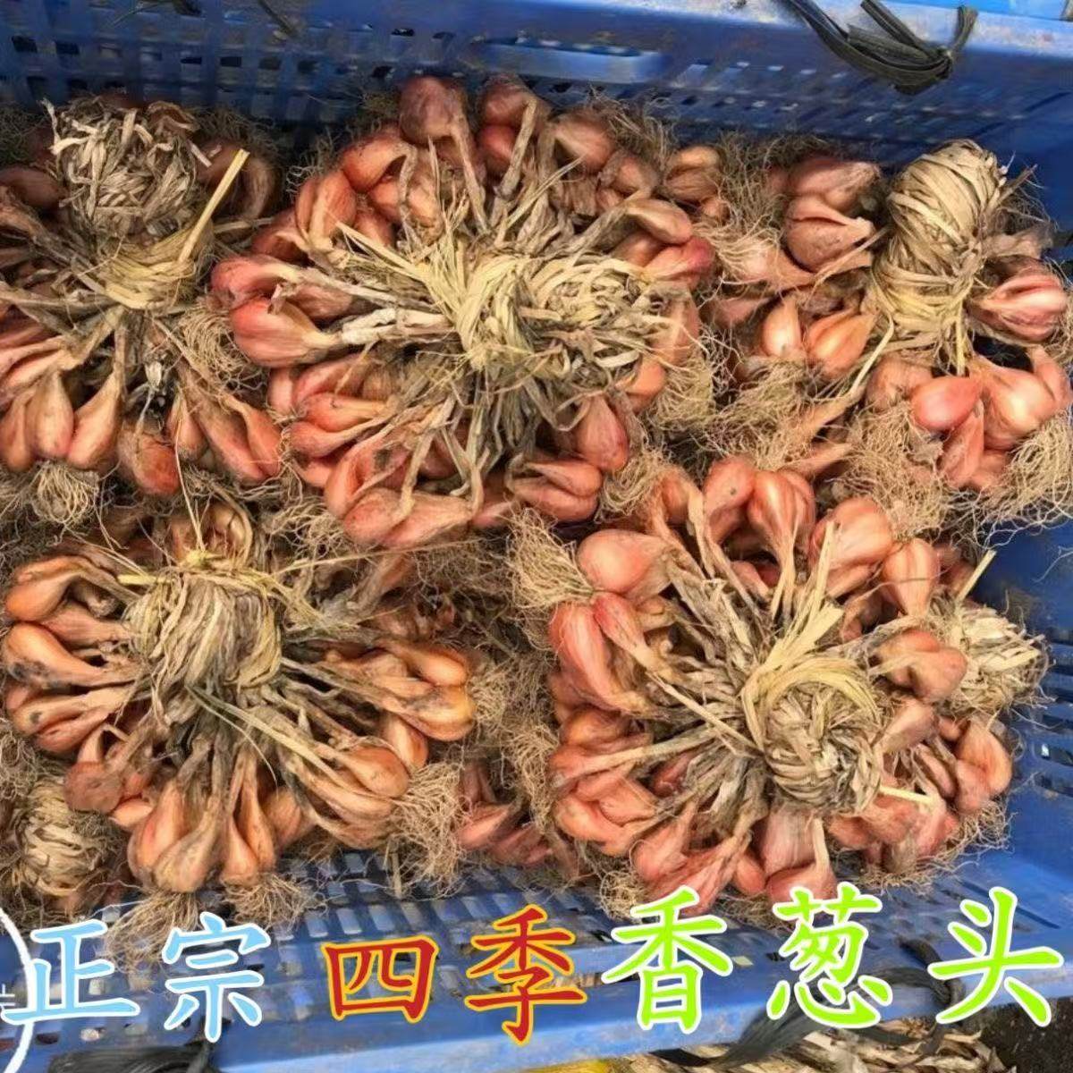 广东农家老品种葱头黄葱头红葱头新鲜晒干香葱头火葱干葱头可做种