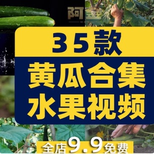 黄瓜合集有机水果大棚种植采摘农业绿色蔬菜视频高清实拍素材剪辑