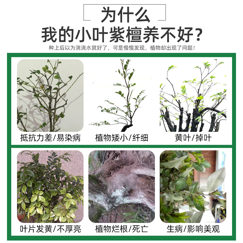 极速小叶紫檀盆i景肥料盆栽专用肥料小叶赤楠营养液有机肥复合肥