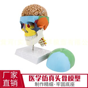 极速彩色仿真头颅脑模型 人体y颅骨带颈椎及脑 头骨大脑标本 颅脑