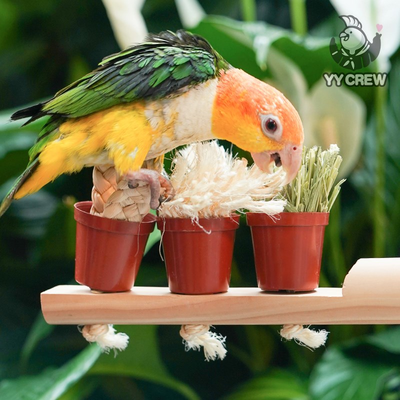 极速鹦鹦队 鹦鹉小盆栽站杆玉米皮提摩西草啃咬站棍X耐啃剑麻鸟笼
