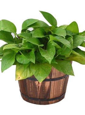 极速Hangings Wooden Bucket wPlanter Wall Mount Barrel Plante