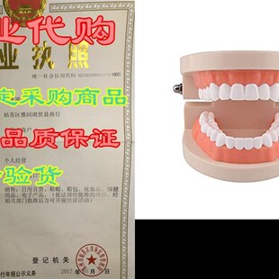 极速Ultrassist Dental Tteeth Model, 1:1 Life Size Fake Adult