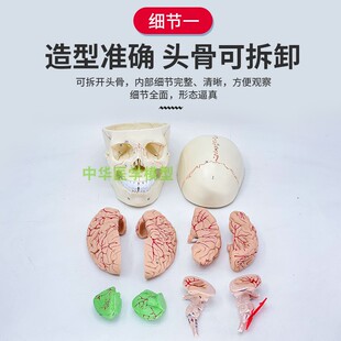 极速人体头骨模型 头骨附脑模型 头颅骨I带大脑解剖模型颅脑结构