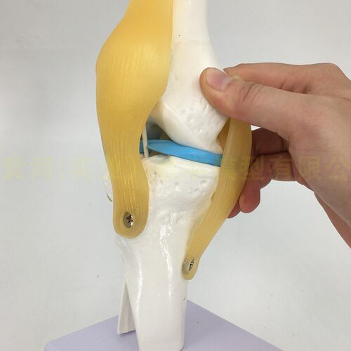 极速人体六大功能关节模型 膝关节 肩 肘 髋 手R关节 脚关节附韧