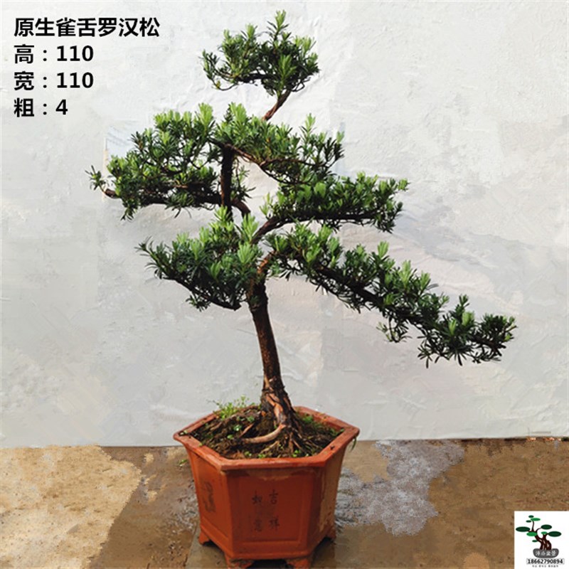 极速销实物中小型k罗汉松盆景 造型罗汉松景观树四季常青 精品罗