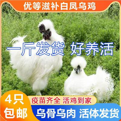 一斤重泰和白凤乌鸡活苗包活到家