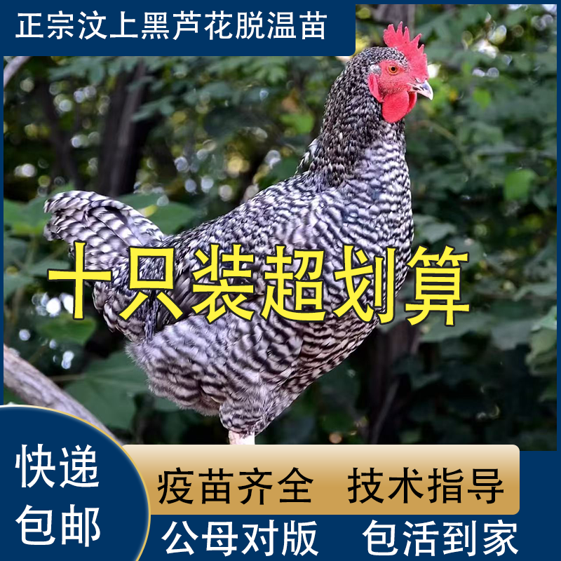 纯种一斤芦花鸡活苗绿壳蛋鸡活苗半大土鸡脱温小鸡活苗芦花鸡活体