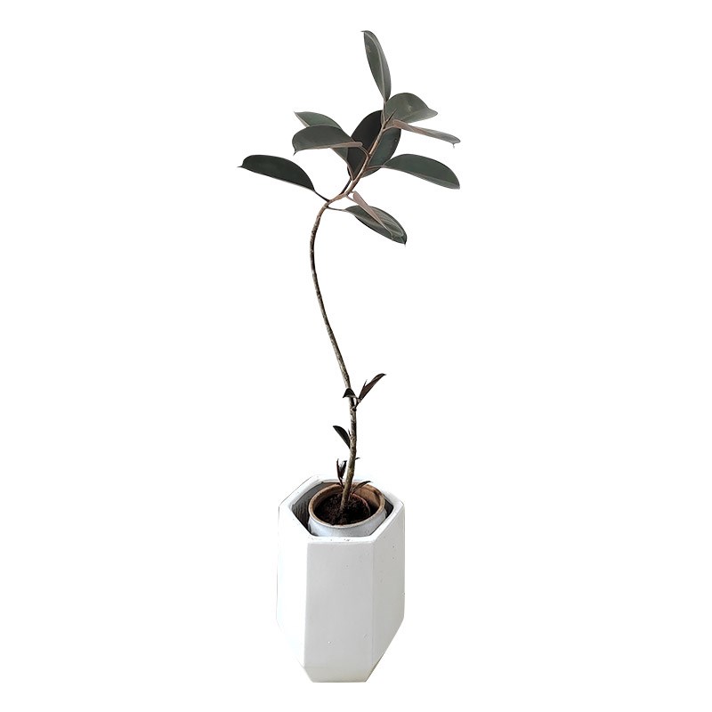 s型造型黑金刚橡皮树花金刚盆栽大型植物室内客厅观Z叶好养基地