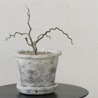 植物私生活 弯曲龙冷门小众有趣沙漠几何耐旱懒人桌面植物盆栽