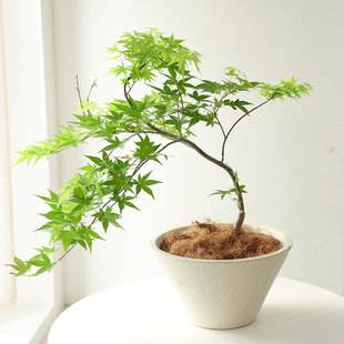 黄金流泉枫盆栽落地植物落地观叶绿植室内办公室客厅书房桌面盆景