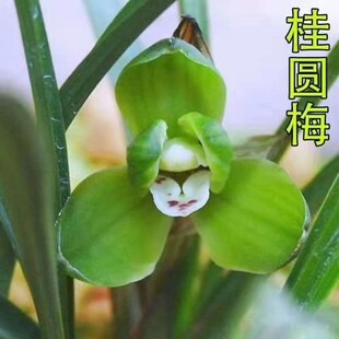 春兰浓香型 雪影 白雪公主带花苞室内外兰花苗好养易活绿植盆栽