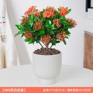 龙船花盆栽阳台庭院室内外绣球小叶绿植四季常青开花卉好养植物