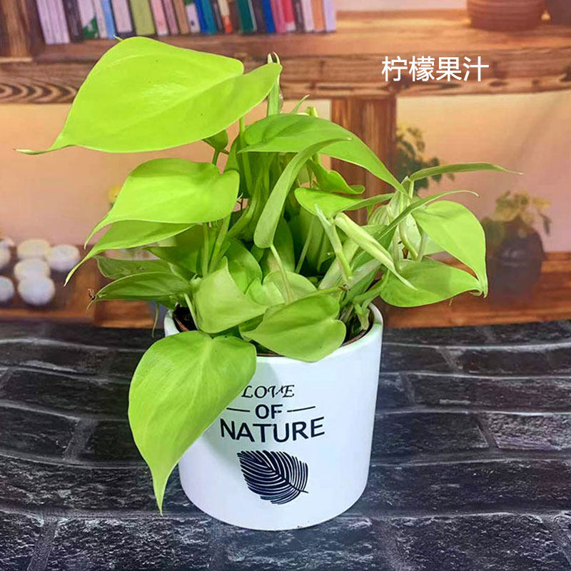 柠檬果汁蔓绿绒心形叶盆爬藤室内办公书房净化空气吸甲醛观叶植物,搬运/仓储/物流设备,机械式停车设备（立体停车库）,淘宝优惠券,粉丝福利购,淘宝优惠卷