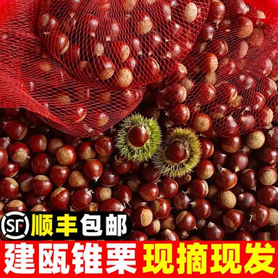 建瓯锥栗5斤板栗新鲜栗子野生圆栗毛栗子尖栗子油栗农家自种现摘