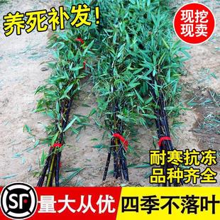 速发紫竹苗矮化观赏紫庭老根竹院室外耐寒竹金苗盆栽毛竹子镶玉竹