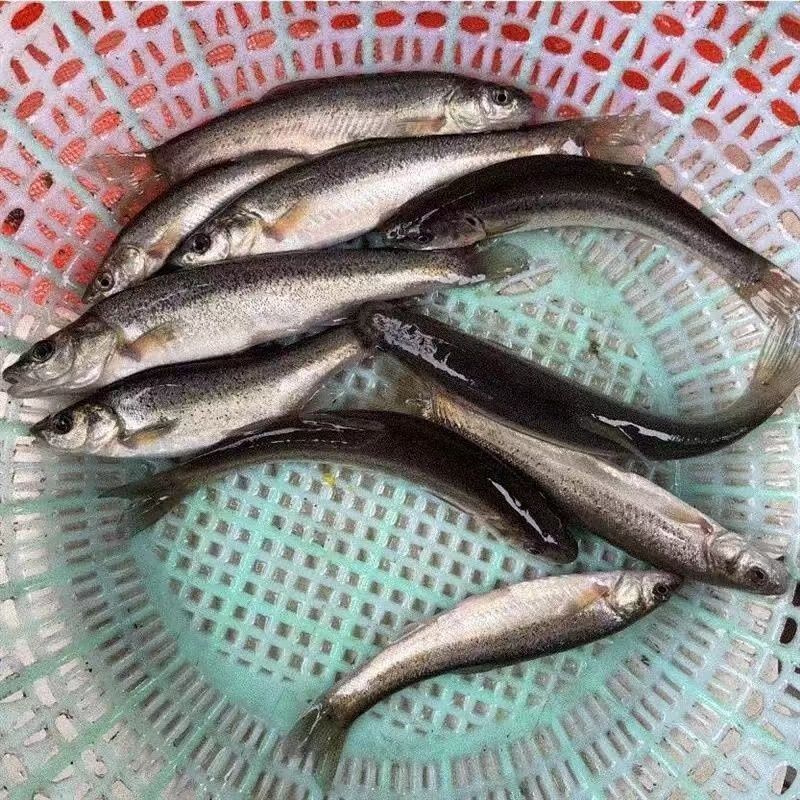速发柳根鱼苗水花高山小溪冷水鱼柳根鱼水产小鱼小溪鱼柳根东北耐