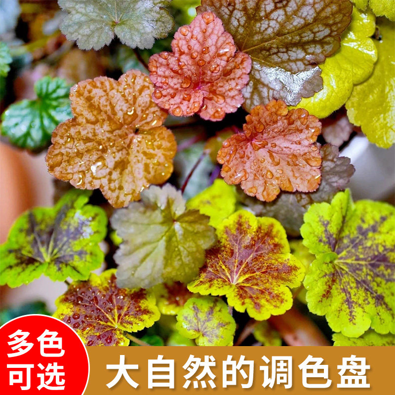 速发矾根花室植物盆栽大小四庭院花卉苗季常青植物苗内外台耐寒耐