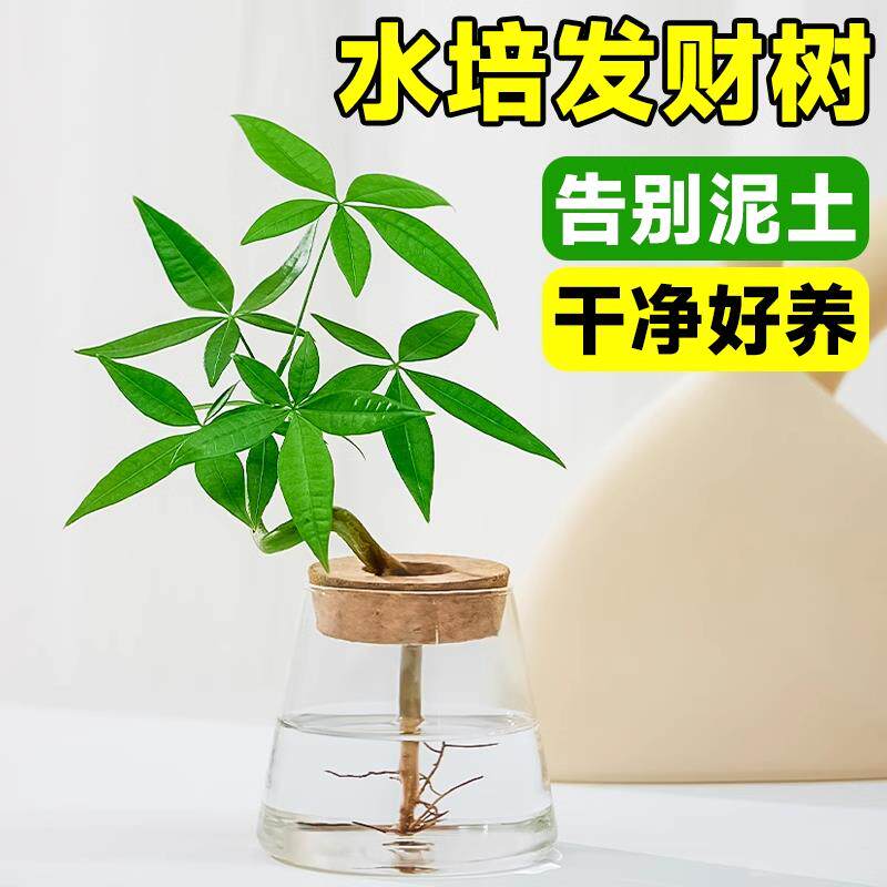 速发水培发财树水养绿植花摆室内植物花办公室桌盆四季好养小面栽