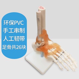 速发脚关节模型脚骨模型节部骨骼结构造模型关部踝足脚附韧带腓骨