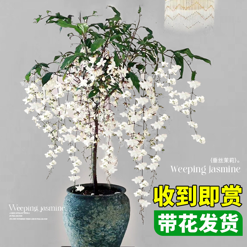 速发垂丝茉莉盆花带栽苞海棠老桩花卉室内台风车茉莉花苗垂吊绿植