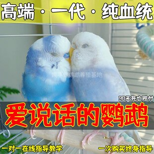 速发大头小皮鹦鹉活鸟会说话的鹦型手养虎鹉观赏小鸟幼鸟活物