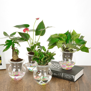 速发绿萝栀子花发财树吊兰常春藤水培植物卉栽花盆办公室内盆景绿