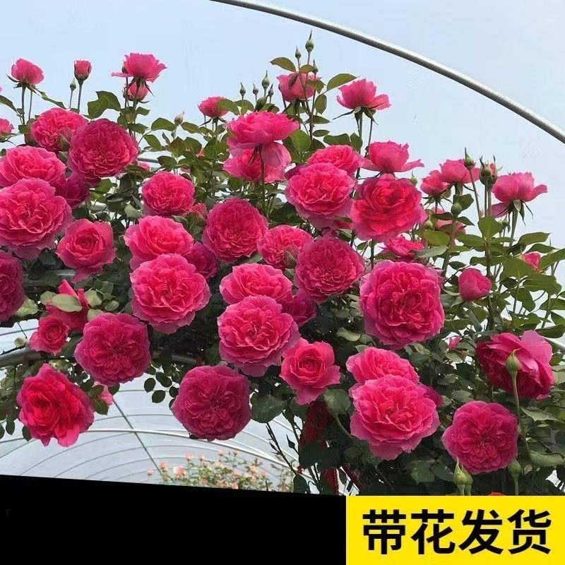速发蔷薇花苗爬藤植物藤本月季四季开花卉特大浓香型玫瑰盆栽庭院